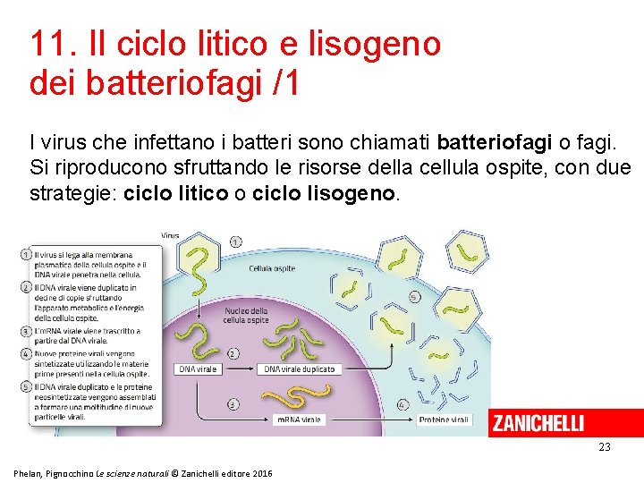 11. Il ciclo litico e lisogeno dei batteriofagi /1 I virus che infettano i