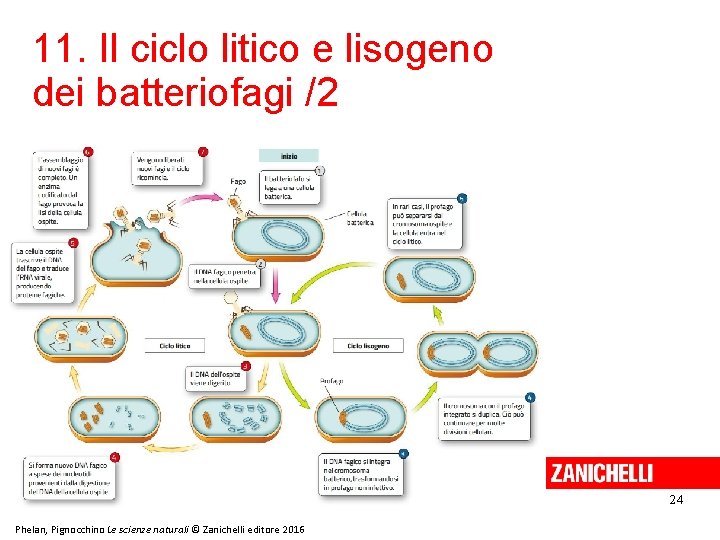 11. Il ciclo litico e lisogeno dei batteriofagi /2 24 Phelan, Pignocchino Le scienze