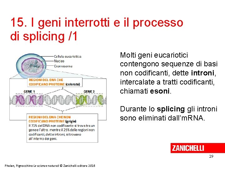 15. I geni interrotti e il processo di splicing /1 Molti geni eucariotici contengono