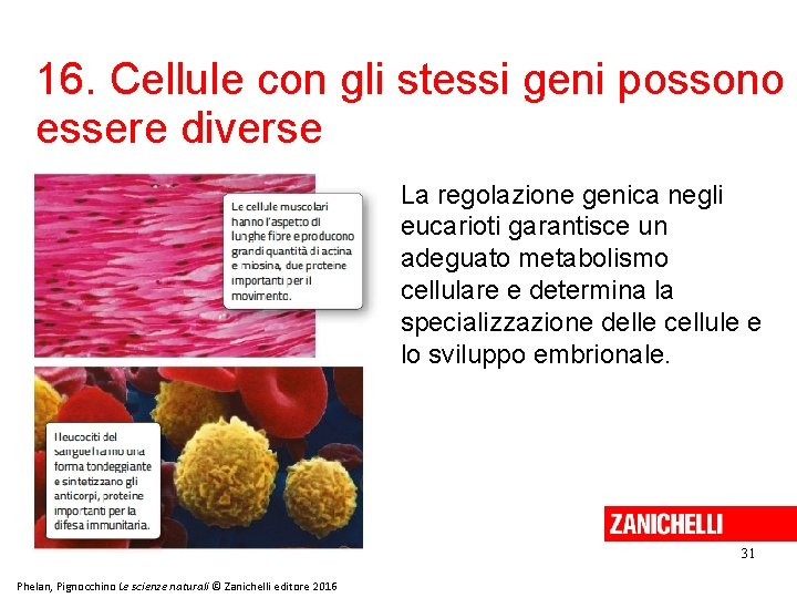 16. Cellule con gli stessi geni possono essere diverse La regolazione genica negli eucarioti