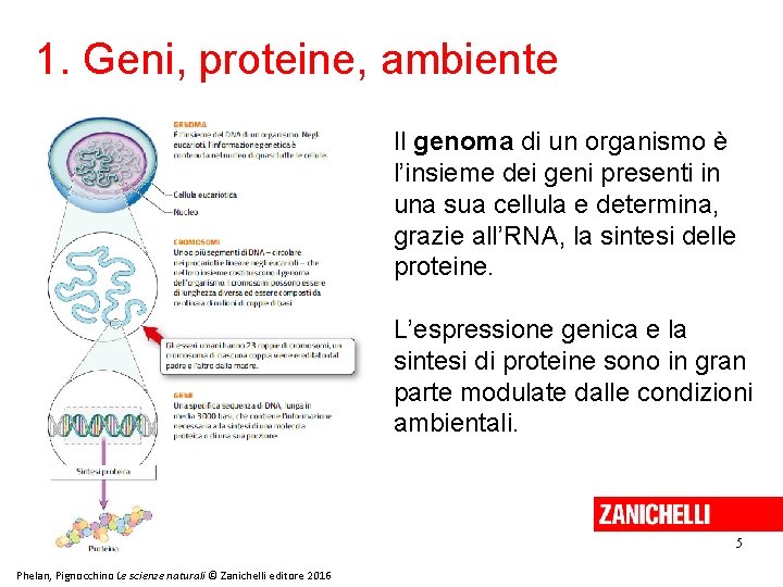 1. Geni, proteine, ambiente Il genoma di un organismo è l’insieme dei geni presenti