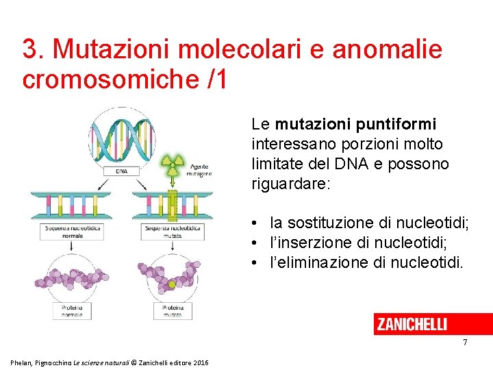 3. Mutazioni molecolari e anomalie cromosomiche /1 Le mutazioni puntiformi interessano porzioni molto limitate