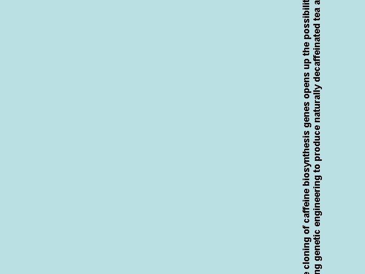 cloning of caffeine biosynthesis genes opens up the possibili g genetic engineering to produce