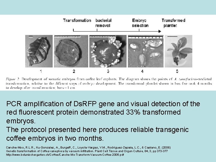 PCR amplification of Ds. RFP gene and visual detection of the red fluorescent protein