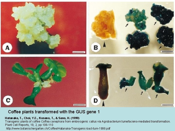 Coffee plants transformed with the GUS gene 1 Hatanaka, T. , Choi, Y. E.