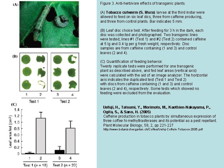 Figure 3. Anti-herbivore effects of transgenic plants. (A) Tobacco cutworm (S. litura) larvae at