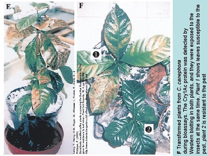 F Transformed plants from C. canephora during bioassays. The Cry 1 Ac protein was