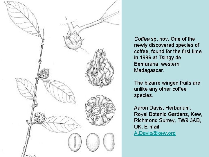 Coffea sp. nov. One of the newly discovered species of coffee, found for the