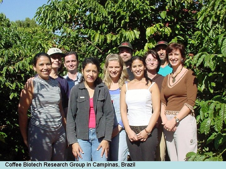 Coffee Biotech Research Group in Campinas, Brazil 