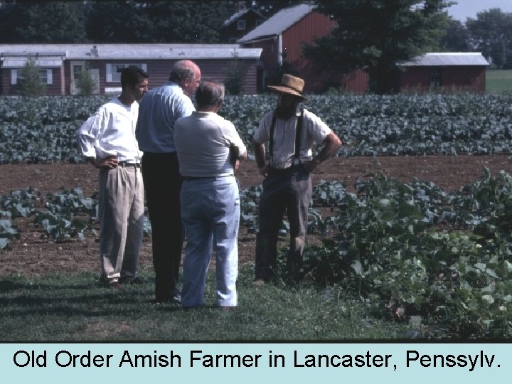 Old Order Amish Farmer in Lancaster, Penssylv. 