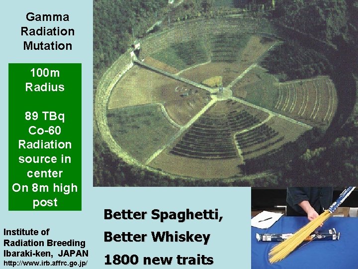 Gamma Radiation Mutation 100 m Radius 89 TBq Co-60 Radiation source in center On