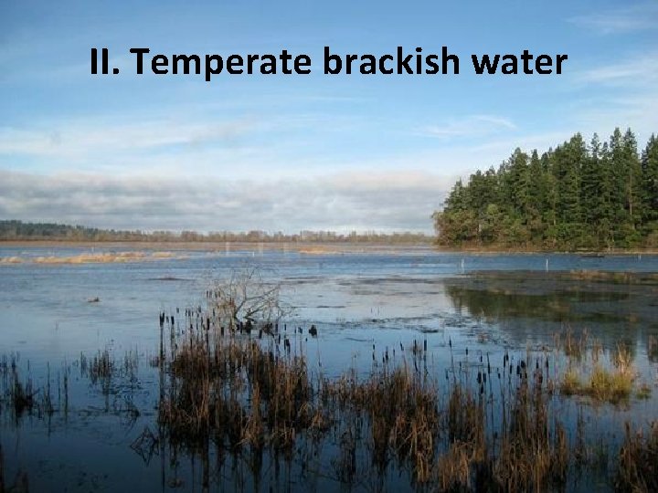 II. Temperate brackish water 