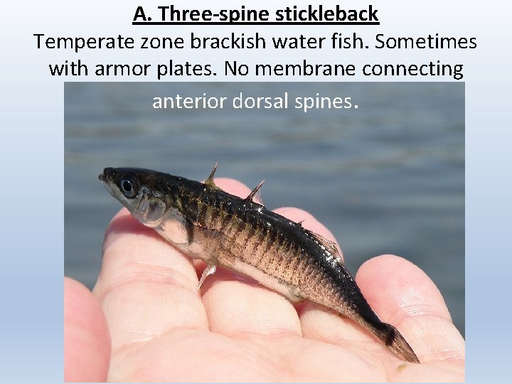 A. Three-spine stickleback Temperate zone brackish water fish. Sometimes with armor plates. No membrane
