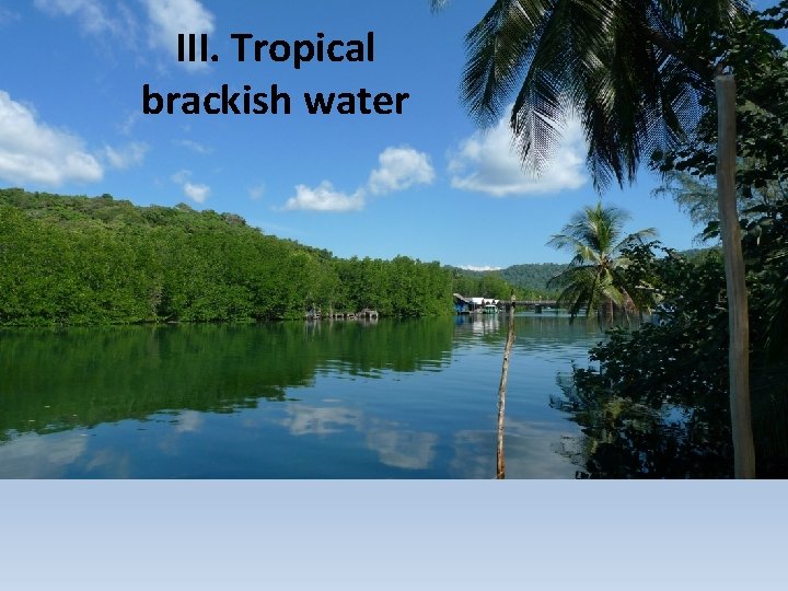 III. Tropical brackish water 