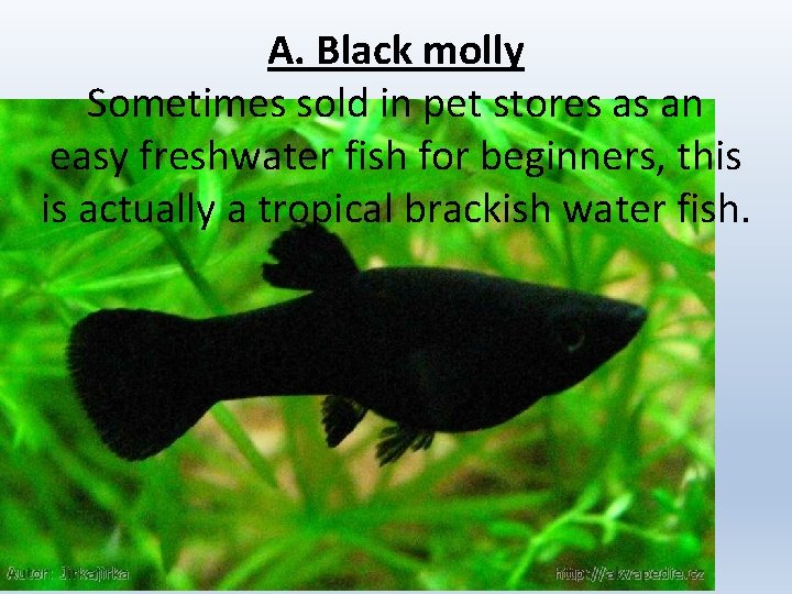 A. Black molly Sometimes sold in pet stores as an easy freshwater fish for