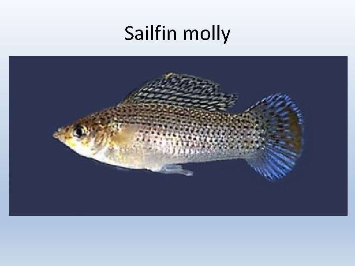 Sailfin molly 