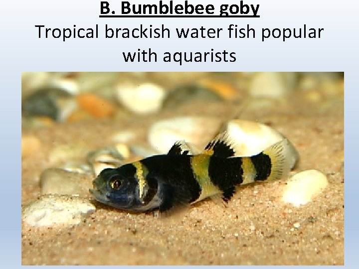B. Bumblebee goby Tropical brackish water fish popular with aquarists 