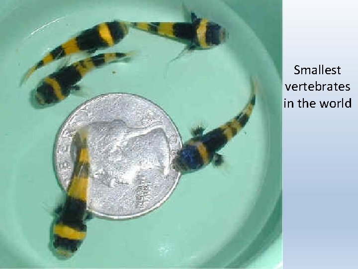 Smallest vertebrates in the world 