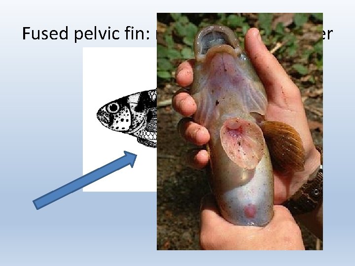 Fused pelvic fin: modified into a sucker 