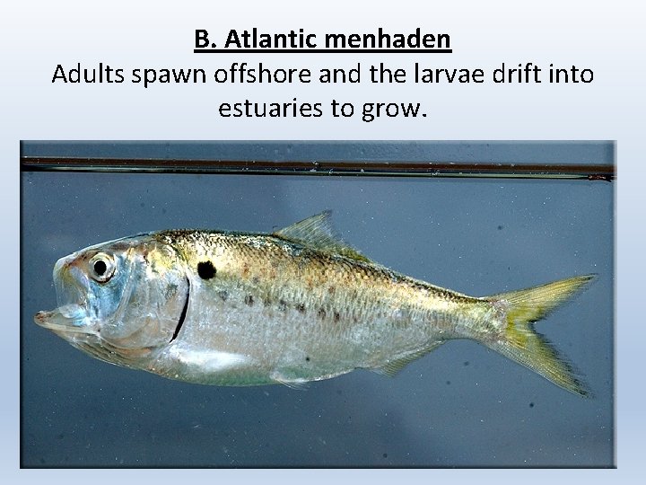 B. Atlantic menhaden Adults spawn offshore and the larvae drift into estuaries to grow.