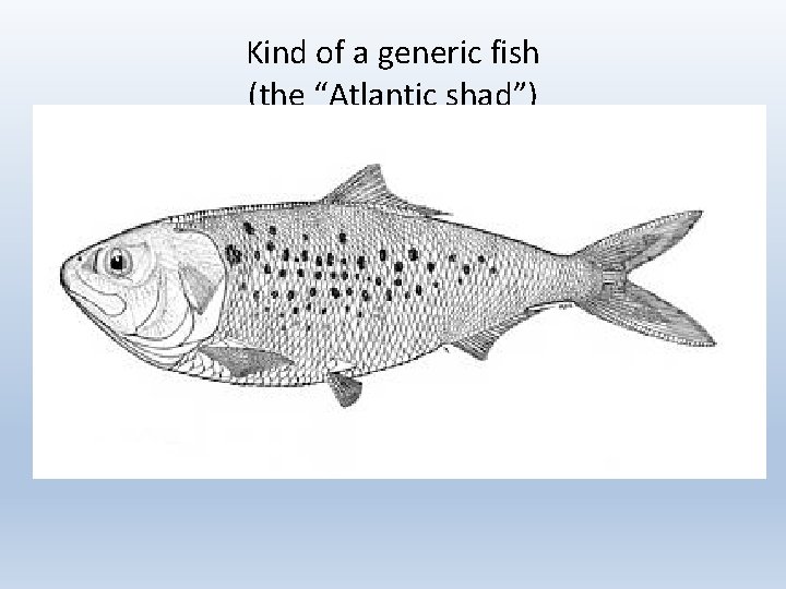 Kind of a generic fish (the “Atlantic shad”) 
