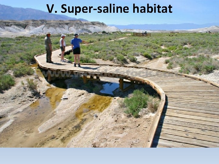 V. Super-saline habitat 