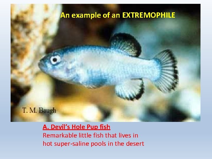 An example of an EXTREMOPHILE A. Devil’s Hole Pup fish Remarkable little fish that