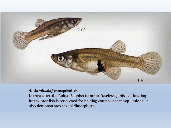 . A. Gambusia/ mosquitofish Named after the Cuban Spanish term for “useless”, this live-bearing