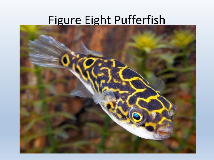 Figure Eight Pufferfish 