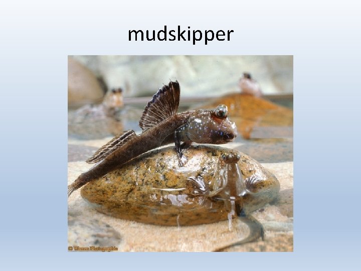 mudskipper 