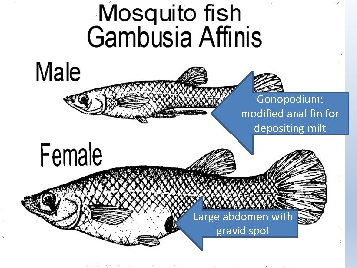 Gonopodium: modified anal fin for depositing milt Large abdomen with gravid spot 