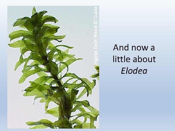 And now a little about Elodea 
