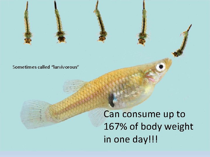 Sometimes called “larvivorous” Can consume up to 167% of body weight in one day!!!