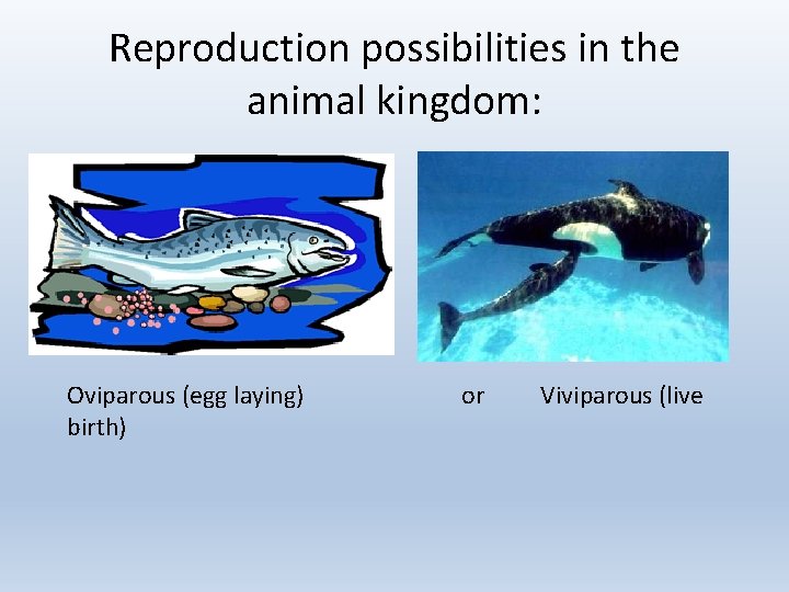 Reproduction possibilities in the animal kingdom: Oviparous (egg laying) birth) or Viviparous (live 
