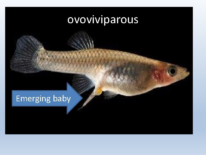 ovoviviparous Emerging baby 