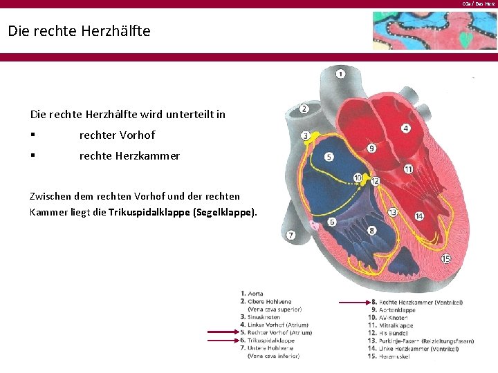 02 a / Das Herz Die rechte Herzhälfte wird unterteilt in § rechter Vorhof