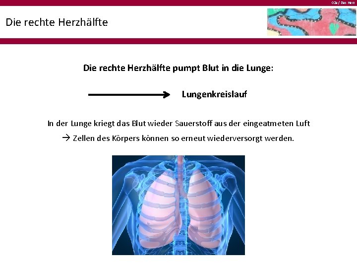 02 a / Das Herz Die rechte Herzhälfte pumpt Blut in die Lunge: Lungenkreislauf