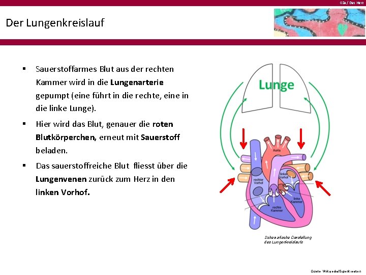 02 a / Das Herz Der Lungenkreislauf § Sauerstoffarmes Blut aus der rechten Kammer