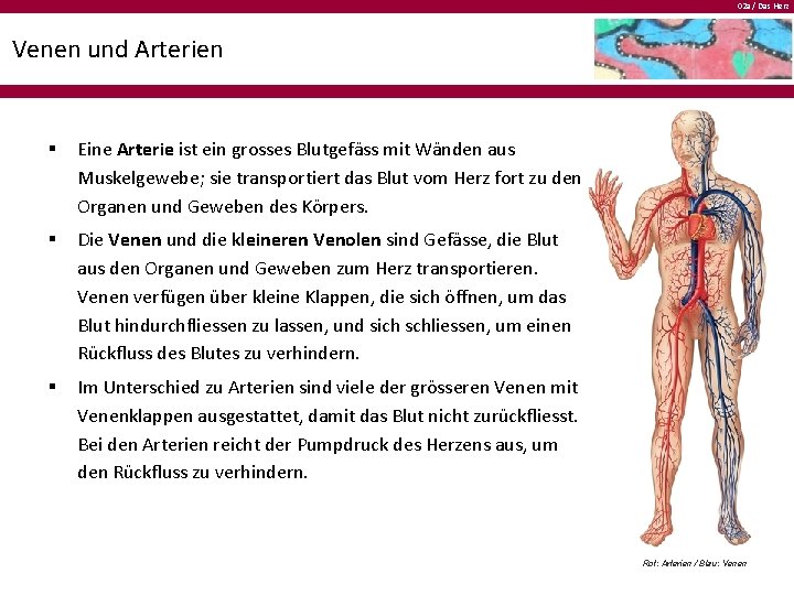 02 a / Das Herz Venen und Arterien § Eine Arterie ist ein grosses