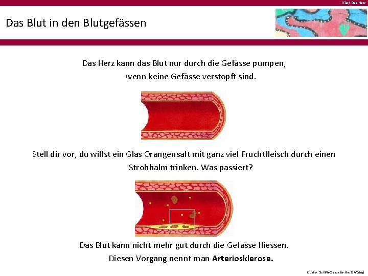 02 a / Das Herz Das Blut in den Blutgefässen Das Herz kann das