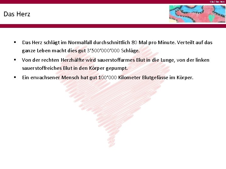 02 a / Das Herz § Das Herz schlägt im Normalfall durchschnittlich 80 Mal