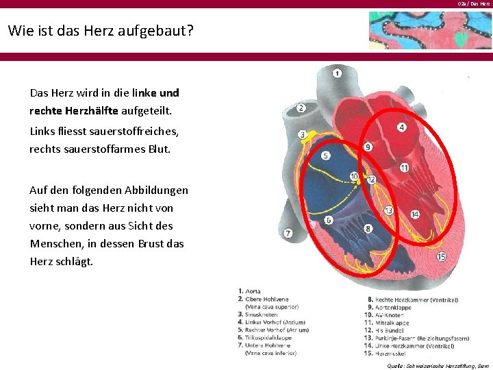 02 a / Das Herz Wie ist das Herz aufgebaut? Das Herz wird in