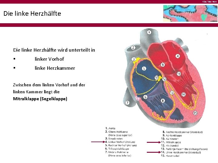 02 a / Das Herz Die linke Herzhälfte wird unterteilt in § linker Vorhof