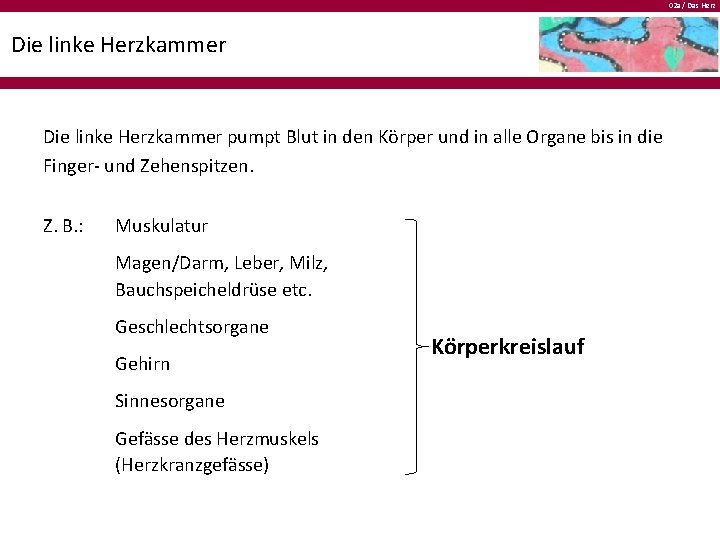 02 a / Das Herz Die linke Herzkammer pumpt Blut in den Körper und