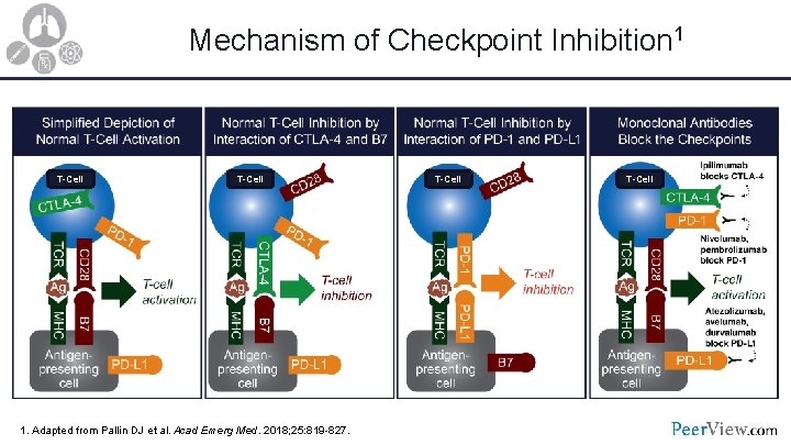 Mechanism of Checkpoint Inhibition 1 T-Cell 1. Adapted from Pallin DJ et al. Acad
