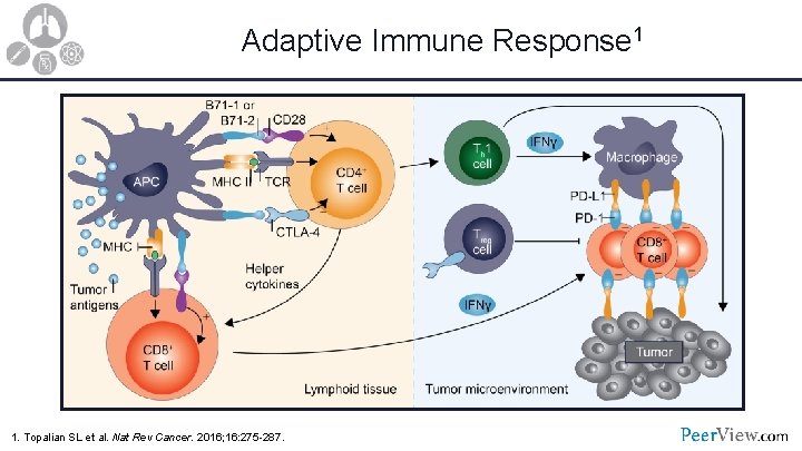 Adaptive Immune Response 1 1. Topalian SL et al. Nat Rev Cancer. 2016; 16: