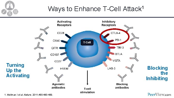 Ways to Enhance T-Cell Attack 1 T-Cell Turning Up the Activating 1. Mellman I