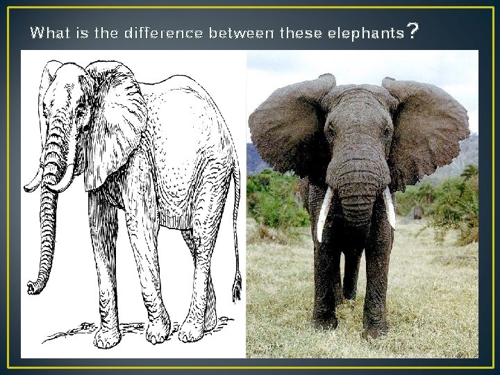 What is the difference between these elephants ? 