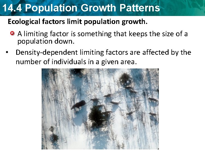 14. 4 Population Growth Patterns Ecological limit growth. population Ecological factors limit population growth.