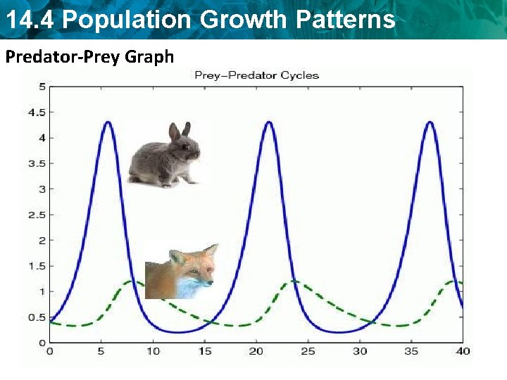 14. 4 Population Growth Patterns Predator-Prey Graph 
